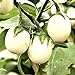 Foto Semillas de berenjena 'Golden Egg' - Solanum melongena