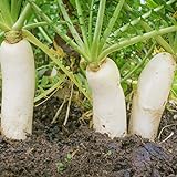 Outsidepride Daikon Radish Cover Crop Seed - 5 LBS Photo, best price $24.99 new 2024