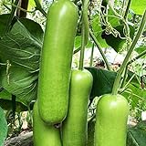30 teile/tasche Zucchini Samen Nicht-GVO Nahrung grünen Home Wachstum Gemüsesamen Bauernhof Zucchini-Samen Foto, bester Preis 0,19 € neu 2024