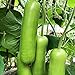 Photo 30 pcs/sac de graines de courgette High Germination Taux faciles à cultiver Nutritritieux Nutritritieux Maison cultivée des semis de légumes pour jardin agriculture à la maison Graines de courg