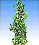 BALDUR Garten Säulen-Brombeeren Navaho® 'Big&Early' dornenlos, 1 Pflanze Rubus fruticosa Säulenobst Beerenobst Brombeerpflanze Foto, bester Preis 11,95 € neu 2024