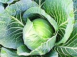 25+ Count Late Flat Dutch Cabbage Seed, Heirloom, Non GMO Seed Tasty Healthy Veggie Photo, best price $1.99 ($0.08 / Count) new 2024