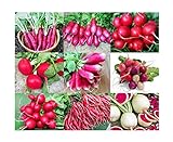 Please Read! This is A Mix!!! 100+ Radish Mix 9 Varieties Seeds, Heirloom Non-GMO, Colorful, Pink, Red, White, Sweet and Mild, from USA Photo, best price $5.49 ($31.12 / Ounce) new 2024