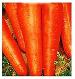 Semillas de zanahoria san valerio - verduras - daucus carota - aprox. 4500 semillas - las mejores semillas de plantas - flores - frutas raras - zanahorias - idea de regalo - Foto, mejor precio 8,18 € nuevo 2024
