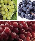 zcbang Rare Plant Fruit Seed 30 Pcs Grape Seeds - Beauteous Sweet Green Grape Photo, best price $7.99 ($0.27 / Count) new 2024