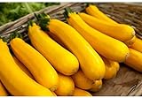 5 graines semences courgette jaune d'italie courge comestible fruit legume potager Photo, meilleur prix 4,59 € nouveau 2024