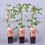 Himbeere Rubus idaeus 'Malling Promise' Beerenobst Gartenpflanze als Busch 40-60cm Foto, bester Preis 6,50 € neu 2024