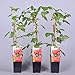 Foto Himbeere Rubus idaeus 'Malling Promise' Beerenobst Gartenpflanze als Busch 40-60cm
