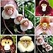 Foto Blumensamen 1 Tasche Blume Samen seltene neuartige Form vielseitige auffällige Haus Pflanze Samen für Garten - 100pcs Affe Gesicht Orchidee Samen