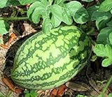 25 Florida Giant Watermelon Seeds | Non-GMO | Heirloom | Fresh Garden Seeds Photo, best price $6.95 new 2024
