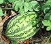 Photo 25 Florida Giant Watermelon Seeds | Non-GMO | Heirloom | Fresh Garden Seeds