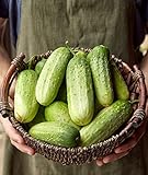 Burpee Pick-A-Bushel Pickling Cucumber Seeds 30 seeds Photo, best price $5.74 ($0.19 / Count) new 2024