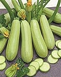 Seeds Zucchini Courgette Squash Bush Type 36 Days Heirloom Vegetable for Planting Non GMO Photo, best price $6.99 new 2024