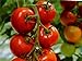 Foto Tomate - Harzfeuer F1 Hybrid - legendär - platzfest - krankheitsresistent - 10 Samen