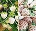 Photo 2000+ White Strawberry Seeds for Planting