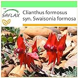 SAFLAX - Guisante del desierto de Sturt - 20 semillas - Clianthus formosus Foto, mejor precio 3,95 € nuevo 2024