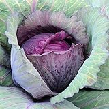 David's Garden Seeds Cabbage Red Acre 5423 (Purple) 100 Non-GMO, Heirloom Seeds Photo, best price $4.45 new 2024