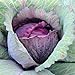Photo David's Garden Seeds Cabbage Red Acre 5423 (Purple) 100 Non-GMO, Heirloom Seeds