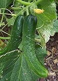 Japanese Climbing Cucumber Seeds - Tender, Crisp, and Delicious!! High yields!!!(25 - Seeds) Photo, best price $4.99 new 2024