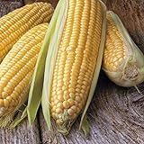 Honey Select Yellow Sweet Corn Seeds, 50+ Heirloom Seeds Per Packet, (Isla's Garden Seeds), Non GMO Seeds, 90% Germination Rates, Botanical Name: Zea Mays Photo, best price $6.75 ($0.14 / Count) new 2024