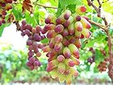 30PCS Rare Finger Grape Seeds Advanced Fruit Seed Natural Growth Grape Delicious Photo, best price $7.99 ($0.27 / Count) new 2024