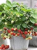 200+ Wild Strawberry Strawberries Seeds - Fragaria Vesca - Edible Garden Fruit Heirloom Non-GMO - Made in USA, Ships from Iowa. Photo, best price $7.96 ($0.08 / Count) new 2024