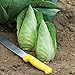Photo David's Garden Seeds Cabbage Caraflex 9744 (Green) 25 Non-GMO, Hybrid Seeds