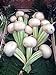Foto Mairüben 'Platte Witte Mei' (Brassica rapa) 200 Samen Weisse Rübe Wasserrübe Stoppelrübe Speiserübe