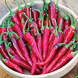 Burpee Dragon Cayenne Hot Pepper Seeds 25 seeds Photo, best price $9.23 ($0.37 / Count) new 2024