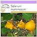 Foto SAFLAX - Ubre de vaca - 10 semillas - Solanum mammosum