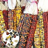 Benoon Mais-Samen, 1 Beutel Maisohren, nicht-GVO, bunt, Glas, Maissamen für Botaniker, gemischte Farben, Maissamen Foto, bester Preis 11,07 € neu 2024