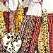 Foto Benoon Mais-Samen, 1 Beutel Maisohren, nicht-GVO, bunt, Glas, Maissamen für Botaniker, gemischte Farben, Maissamen
