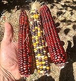 20 Graines de rare Maïs: Multicolor Fiesta et Rouge Strawberry Photo, meilleur prix 11,99 € nouveau 2024