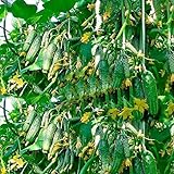 CEMEHA SEEDS Cucumber Titus F1 Vine Open-pollinated Non-GMO Vegetable Heirloom for Planting Photo, best price $6.95 new 2024