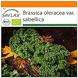 SAFLAX - Ecológico - Col rizada - Invierno Westland - 70 semillas - Brassica oleracea Foto, mejor precio 3,95 € nuevo 2024