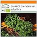 Foto SAFLAX - Ecológico - Col rizada - Invierno Westland - 70 semillas - Brassica oleracea