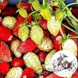 1 Beutel Erdbeer samen hohe Keimrate leicht zu wachsen einfach, kompakte und praktische gemischte rote kletternde Erdbeer samen für den Garten zu Hause Erdbeer samen Eine Größe Foto, bester Preis 0,01 € neu 2024