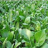1000Pcs Choy Sum Yu Choy Chinese Flowering Cabbage Seeds Photo, best price $7.99 new 2024