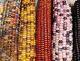 Mountain Indian Corn Seeds for Planting Outdoors, 100+ Rainbow Corn Seeds ( Mixed Painted Mountain Indian Corn ), Rainbow Corn Seeds, Ornamental Corn Photo, best price $10.96 ($0.11 / Count) new 2024