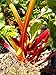 Foto Holsteiner Blut Rhabarber, rot, Rhabarberpflanze, Busch, Rheum raponticum, Obststaude winterhart, im Topf