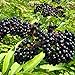 Photo American Elderberry Seeds - 50 Seeds to Plant - Sambucus - Non-GMO Seeds, Grown and Shipped from Iowa. Made in USA