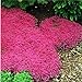 Foto 100pcs / bolsa de semillas de tomillo rastrero o semillas de berro de roca azul - flor superficie del terreno perenne, de crecimiento natural para el jardín de 2