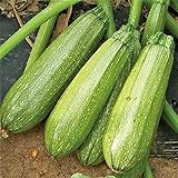 Grey Zucchini Squash Seeds | Mexican Gray Calabacita Summer Courgette Kousa / 20 Seeds by OrginBud Photo, best price $10.20 new 2024