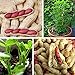 Foto Semillas de árbol frutal vegetal, 40 unidades por bolsa, piel roja, semillas de cacahuete neutro, no transgénico, frescas, georgicas, naturales, para jardín, semilla