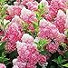 Photo 50 Vanille Fraise hortensias Graines de fleurs pour la plantation en pot ou au sol facile à cultiver des graines de fleurs comme bonsaïs ou arbre