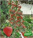 BALDUR Garten Kletter-Erdbeere 'Hummi®', 3 Pflanzen Fragaria Erdbeerbäumchen schnellwachsende Klettererdbeeren, selbstfruchtend Foto, bester Preis 11,95 € neu 2024