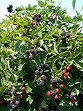 BlackBerry Triple Crown Plants-Garden- Fruit-Thorn-Less-Live Plant-6pk by Grower's Solution Photo, best price $49.95 ($8.32 / Count) new 2024