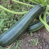 Coucourzelle Zucchini Samen für ca. 10 Pflanzen - gestreifte Früchte, ertragreich Foto, bester Preis 1,69 € (0,17 € / stück) neu 2024