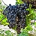 Photo 50+ Fresh Delicious Black Grape Round Variety Seeds