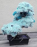 10 PCS ciel rare graines de sakura bleu bonsaï fleurs graines d'arbres de fleur plantes Bonsai Cherry Blossoms graines de cerisier pour la maison et le jardin Photo, meilleur prix 3,95 € nouveau 2024